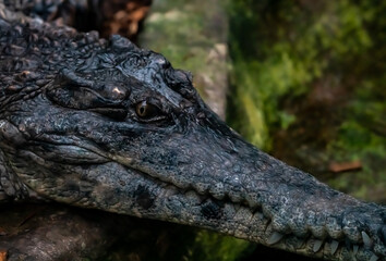 africa, alligator, amazon, amphibian, animal, background, big, black, blurred, caiman, caiman crocodilus fuscus, carnivore, close, creature, croc, crocodile, crocodilus, crocodylus, danger, dangerous,