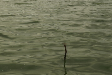 small insect sitting on the wodden stick, stuck inside lake water