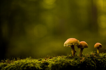 Couple of mushrooms standing on the damp moss in the forest. Warm atmosphere. Germany's forest.