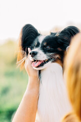 papillon dog smiling outdoors in hands