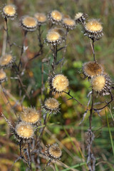 Obraz premium beautiful dry inflorescences in withered autumn grass