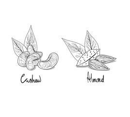 Vector linear image of cashew nuts and almonds. Doodle. Drawing of a walnut with leaves. Eco-product. Vegan nuts. Proper nutrition.