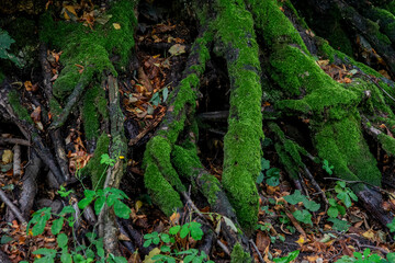 Konar drzewa porośnięty mchem  © Dariusz Grochal 