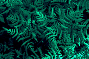 Bush of a fern leaves in the summer forest