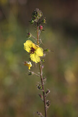 yellow autumn flower on a high stem