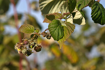 raspberry ovary in the first decade of October