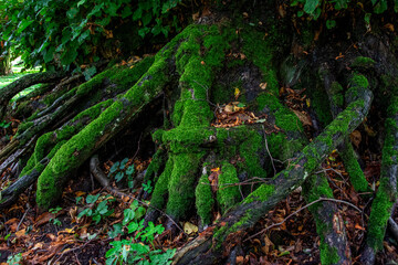 Konar drzewa porośnięty mchem  © Dariusz Grochal 