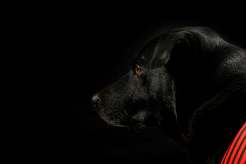 Close up the head shot of the black dogs with red dog shirt in the black background. Pet concept. Dark tone.