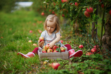 Adorable toddler girl picking red ripe organic apples in wooden crate