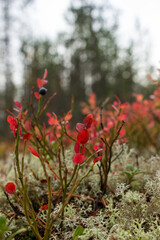 Obraz premium Closeup on red leafs and blueberry