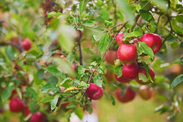 Red apples on apple tree branch
