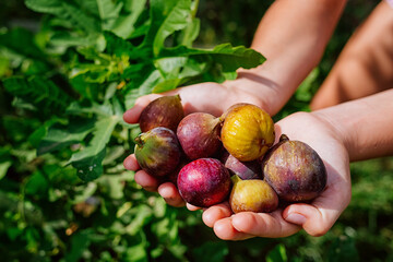fresh figs in female hands on a background of leaves