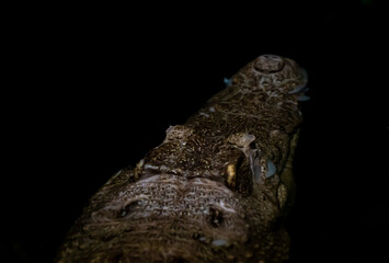Head of a crocodile on top of another crocodile with beautiful skin pattern. Close up.