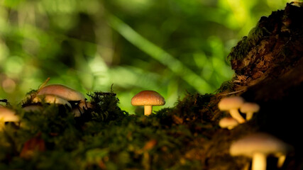 Mushrooms on the damp moss are in the forest. Warm atmosphere. Mushroom season.