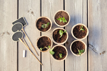 gardening, eco and organic concept - vegetable seedlings in pots with soil and name tags with chalk on wooden board background