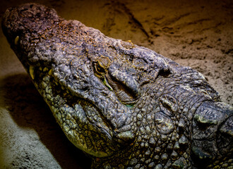 Head of a large crocodile resting in the sand. Close up