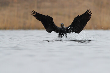 Great cormorant. Bird in breeding plumage. Phalacrocorax carbo