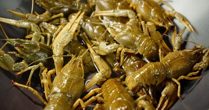 The uncooked raw crayfish in the pan stir. 