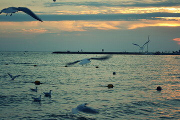seagulls at sunset