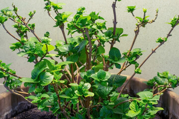 A low plant with round leaves in a large wooden pot.