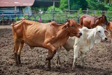 Cow farm in countryside Cattle farm in rural industries