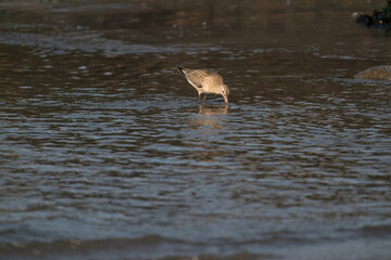 Close-up of a black-tailed godwit Limosa Limosa wader. looks for food in the sea with the head under water