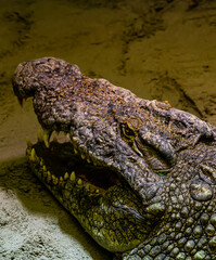 Head of a giant Nile crocodile with its mouth open flashing large white teeth.