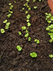 plant