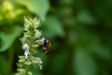 Bee sucking honey of hairy basil in the garden.