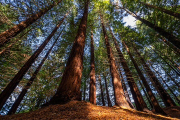 Secuoyas del Monte Cabezón son , Espacio Natural Protegido, Cabezón de la Sal, Cantabria, Spain
