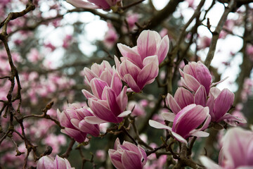Magnolia Tulip Tree on blue sky background. Magnolia pink flowers on flowering magnolia tree background