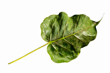 Top view of dry green mixed yellow pho leaf  or (bothi leaf, bo leaf) isolated on white background.