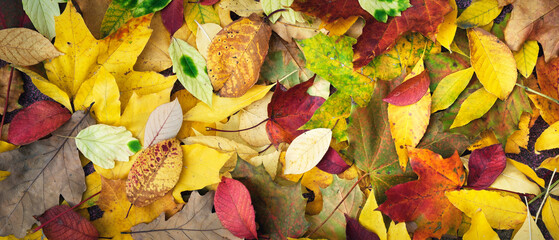 Background and texture of autumn fallen leaves. Panorama.