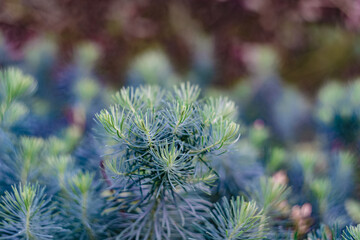 close up of needles
