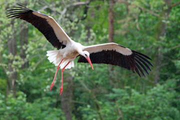 White stork. Bird in flight. Flying birds. Ciconia ciconia