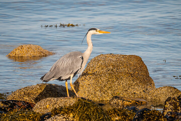 Grey heron (Ardea cinerea) foraging along the coast of the isle of Arran in Scotland