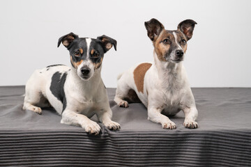 Two cheerful Jack Russell Terriers posing in a studio, in full length, on a gray blanket, copy space