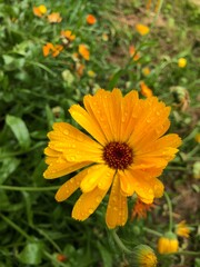flower in the garden