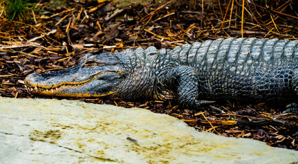 Small alligator crocodile resting by the creek.