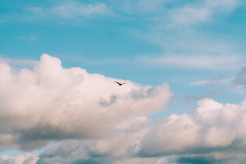 seagull in the sky on lake Baikal