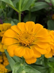 yellow dahlia flower