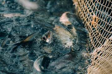 bunch of fishes in a fishnet