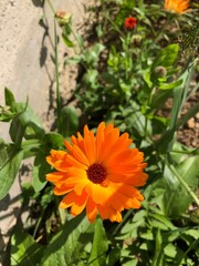 orange and flower