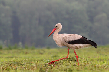 White stork. Bird ina meadow. Ciconia ciconia