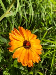 orange flower in the garden