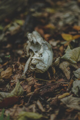 Schädel im Wald