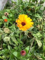 flower in the garden