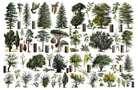 Vintage collection of trees / Diversity of trees / Antique engraved illustration from from La Rousse XX Sciele	