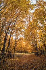 forest paths with autumn forest in city park