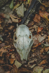 Schädel im Wald